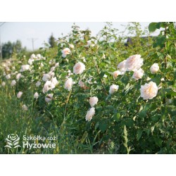 Courage® Ogromny, nabity płatkami kwiat, łososiowej barwy, bardzo przyjemnie pachnący. Błyszczący liść. Niski krzew.