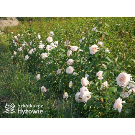 Courage® Ogromny, nabity płatkami kwiat, łososiowej barwy, bardzo przyjemnie pachnący. Błyszczący liść. Niski krzew.