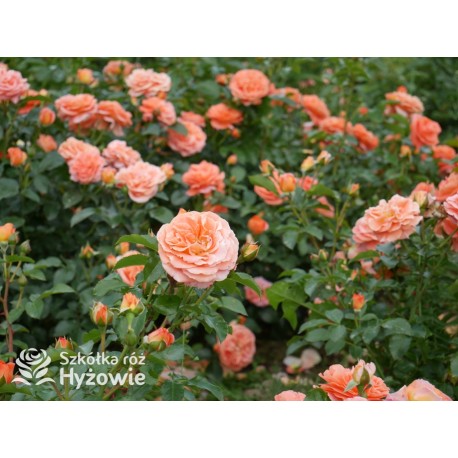 Mango® Pomarańczowej barwy, małe kwiaty, bardzo przyjemnie pachną. Błyszczące, soczyste zielone liście. Niski krzew.