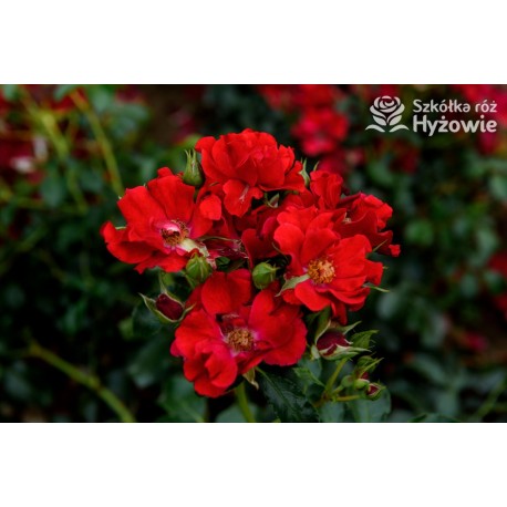 Matador® bogata liczba, drobnych , krwistoczerwonych kwiatów. Mocno zielone i grube liście. Niski krzew