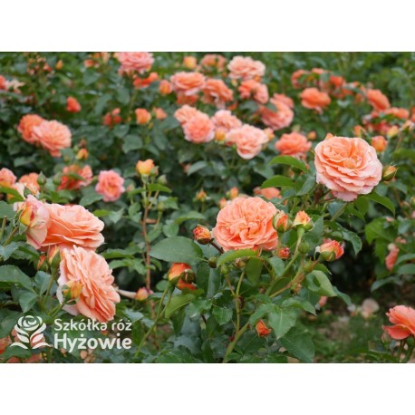 Mango® Pomarańczowej barwy, małe kwiaty, bardzo przyjemnie pachną. Błyszczące, soczyste zielone liście. Niski krzew.