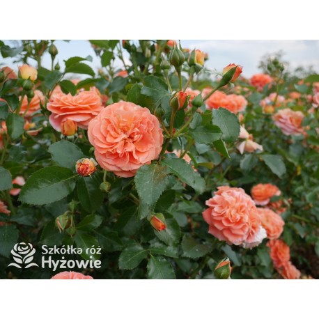 Mango® Pomarańczowej barwy, małe kwiaty, bardzo przyjemnie pachną. Błyszczące, soczyste zielone liście. Niski krzew.