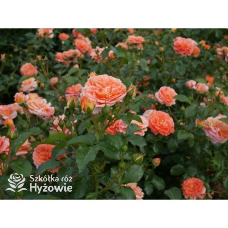 Mango® Pomarańczowej barwy, małe kwiaty, bardzo przyjemnie pachną. Błyszczące, soczyste zielone liście. Niski krzew.