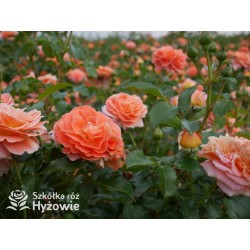 Mango® Pomarańczowej barwy, małe kwiaty, bardzo przyjemnie pachną. Błyszczące, soczyste zielone liście. Niski krzew.