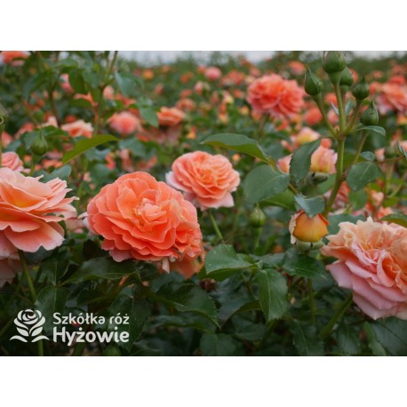 Mango® Pomarańczowej barwy, małe kwiaty, bardzo przyjemnie pachną. Błyszczące, soczyste zielone liście. Niski krzew.