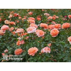 Mango® Pomarańczowej barwy, małe kwiaty, bardzo przyjemnie pachną. Błyszczące, soczyste zielone liście. Niski krzew.