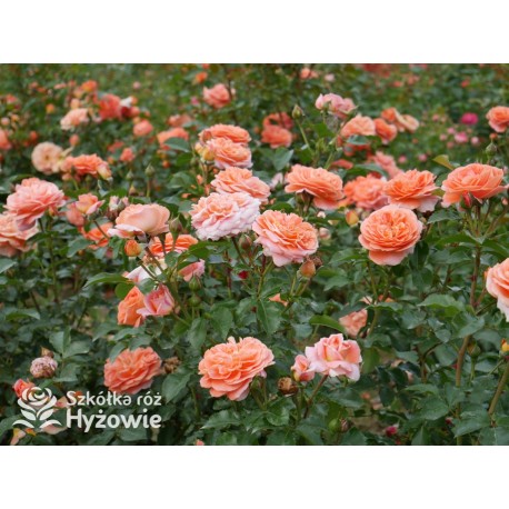 Mango® Pomarańczowej barwy, małe kwiaty, bardzo przyjemnie pachną. Błyszczące, soczyste zielone liście. Niski krzew.