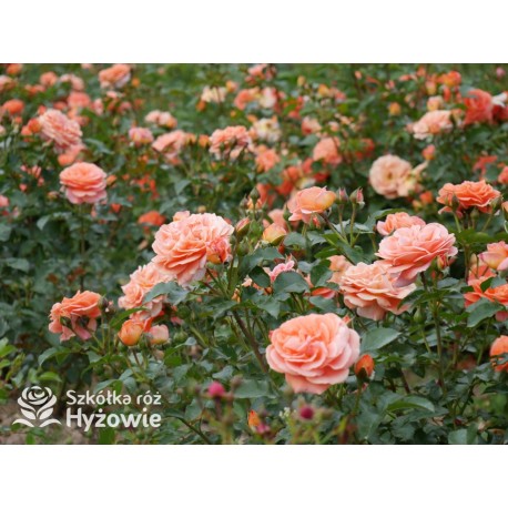 Mango® Pomarańczowej barwy, małe kwiaty, bardzo przyjemnie pachną. Błyszczące, soczyste zielone liście. Niski krzew.