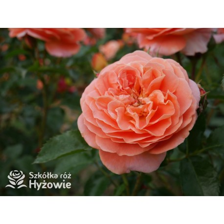 Mango® Pomarańczowej barwy, małe kwiaty, bardzo przyjemnie pachną. Błyszczące, soczyste zielone liście. Niski krzew.