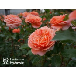 Mango® Pomarańczowej barwy, małe kwiaty, bardzo przyjemnie pachną. Błyszczące, soczyste zielone liście. Niski krzew.