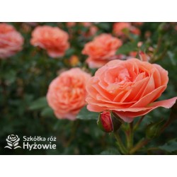 Mango® Pomarańczowej barwy, małe kwiaty, bardzo przyjemnie pachną. Błyszczące, soczyste zielone liście. Niski krzew.