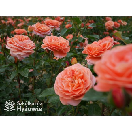 Mango® Pomarańczowej barwy, małe kwiaty, bardzo przyjemnie pachną. Błyszczące, soczyste zielone liście. Niski krzew.