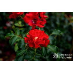 Matador® bogata liczba, drobnych , krwistoczerwonych kwiatów. Mocno zielone i grube liście. Niski krzew