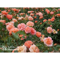 Mango® Pomarańczowej barwy, małe kwiaty, bardzo przyjemnie pachną. Błyszczące, soczyste zielone liście. Niski krzew.