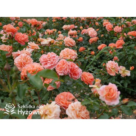 Mango® Pomarańczowej barwy, małe kwiaty, bardzo przyjemnie pachną. Błyszczące, soczyste zielone liście. Niski krzew.