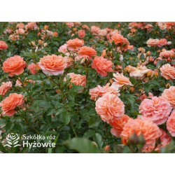 Mango® Pomarańczowej barwy, małe kwiaty, bardzo przyjemnie pachną. Błyszczące, soczyste zielone liście. Niski krzew.