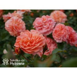 Mango® Pomarańczowej barwy, małe kwiaty, bardzo przyjemnie pachną. Błyszczące, soczyste zielone liście. Niski krzew.