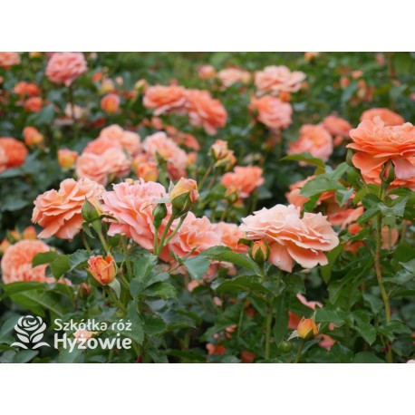 Mango® Pomarańczowej barwy, małe kwiaty, bardzo przyjemnie pachną. Błyszczące, soczyste zielone liście. Niski krzew.