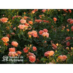 Mango® Pomarańczowej barwy, małe kwiaty, bardzo przyjemnie pachną. Błyszczące, soczyste zielone liście. Niski krzew.