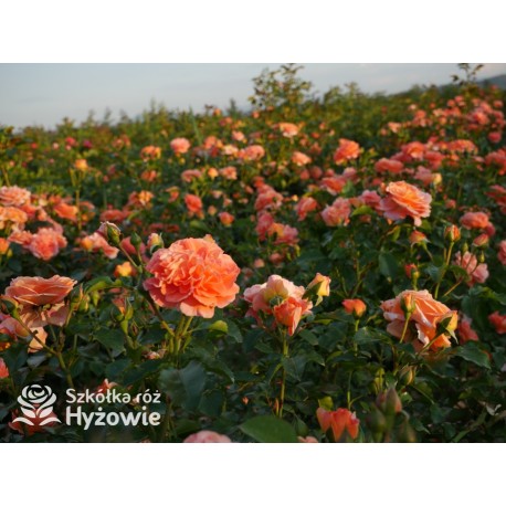 Mango® Pomarańczowej barwy, małe kwiaty, bardzo przyjemnie pachną. Błyszczące, soczyste zielone liście. Niski krzew.