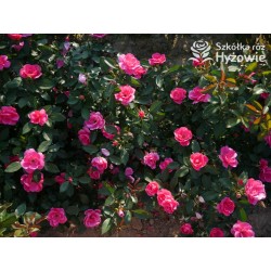 Gartenfreund® Duża liczba, pustych kwiatów o intensywnie różowej barwie. Ciemnozielone liście. Niski krzew.