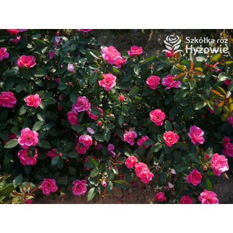 Gartenfreund® Duża liczba, pustych kwiatów o intensywnie różowej barwie. Ciemnozielone liście. Niski krzew.