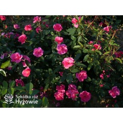 Gartenfreund® Duża liczba, pustych kwiatów o intensywnie różowej barwie. Ciemnozielone liście. Niski krzew.