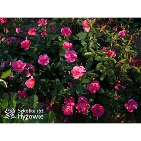 Gartenfreund® Duża liczba, pustych kwiatów o intensywnie różowej barwie. Ciemnozielone liście. Niski krzew.