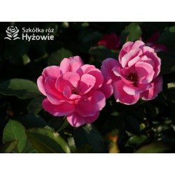 Gartenfreund® Duża liczba, pustych kwiatów o intensywnie różowej barwie. Ciemnozielone liście. Niski krzew.