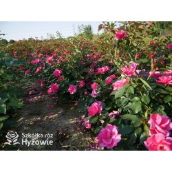 Gartenfreund® Duża liczba, pustych kwiatów o intensywnie różowej barwie. Ciemnozielone liście. Niski krzew.