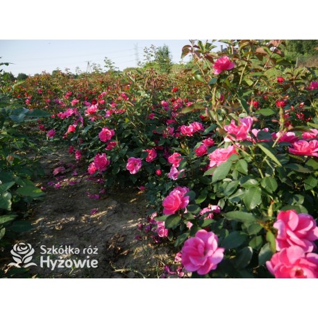 Gartenfreund® Duża liczba, pustych kwiatów o intensywnie różowej barwie. Ciemnozielone liście. Niski krzew.