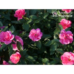 Gartenfreund® Duża liczba, pustych kwiatów o intensywnie różowej barwie. Ciemnozielone liście. Niski krzew.