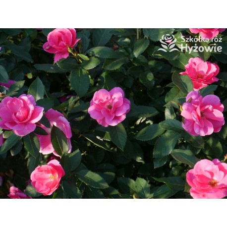 Gartenfreund® Duża liczba, pustych kwiatów o intensywnie różowej barwie. Ciemnozielone liście. Niski krzew.