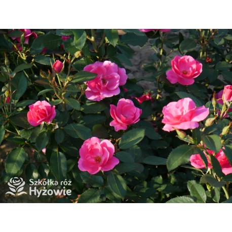 Gartenfreund® Duża liczba, pustych kwiatów o intensywnie różowej barwie. Ciemnozielone liście. Niski krzew.