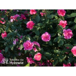 Gartenfreund® Duża liczba, pustych kwiatów o intensywnie różowej barwie. Ciemnozielone liście. Niski krzew.