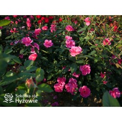 Gartenfreund® Duża liczba, pustych kwiatów o intensywnie różowej barwie. Ciemnozielone liście. Niski krzew.