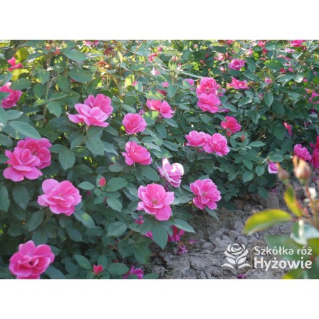 Gartenfreund® Duża liczba, pustych kwiatów o intensywnie różowej barwie. Ciemnozielone liście. Niski krzew.