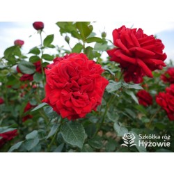 Jugendliebe® Duże kwiaty, mocno wypełnione płatkami,  o krwistoczerwonej barwie. Delikatnie pachnie.Niski krzew.