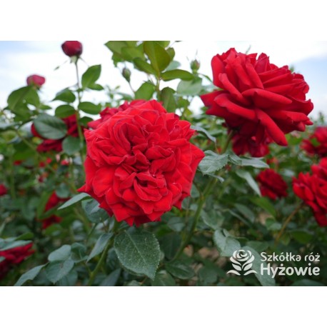 Jugendliebe® Duże kwiaty, mocno wypełnione płatkami,  o krwistoczerwonej barwie. Delikatnie pachnie.Niski krzew.