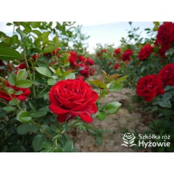 Jugendliebe® Duże kwiaty, mocno wypełnione płatkami,  o krwistoczerwonej barwie. Delikatnie pachnie.Niski krzew.