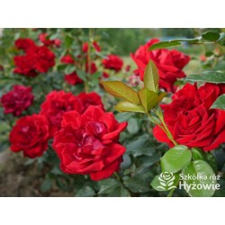 Jugendliebe® Duże kwiaty, mocno wypełnione płatkami,  o krwistoczerwonej barwie. Delikatnie pachnie.Niski krzew.