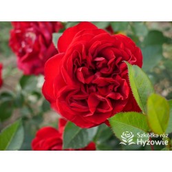 Jugendliebe® Duże kwiaty, mocno wypełnione płatkami,  o krwistoczerwonej barwie. Delikatnie pachnie.Niski krzew.