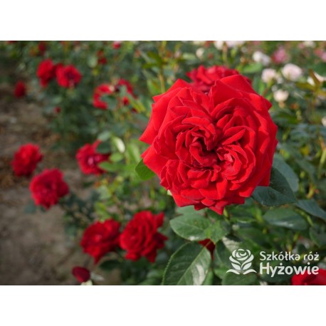 Jugendliebe® Duże kwiaty, mocno wypełnione płatkami,  o krwistoczerwonej barwie. Delikatnie pachnie.Niski krzew.