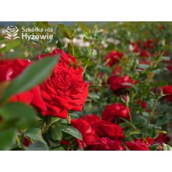 Jugendliebe® Duże kwiaty, mocno wypełnione płatkami,  o krwistoczerwonej barwie. Delikatnie pachnie.Niski krzew.