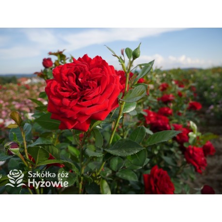 Jugendliebe® Duże kwiaty, mocno wypełnione płatkami,  o krwistoczerwonej barwie. Delikatnie pachnie.Niski krzew.