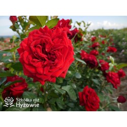 Jugendliebe® Duże kwiaty, mocno wypełnione płatkami,  o krwistoczerwonej barwie. Delikatnie pachnie.Niski krzew.