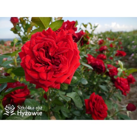 Jugendliebe® Duże kwiaty, mocno wypełnione płatkami,  o krwistoczerwonej barwie. Delikatnie pachnie.Niski krzew.