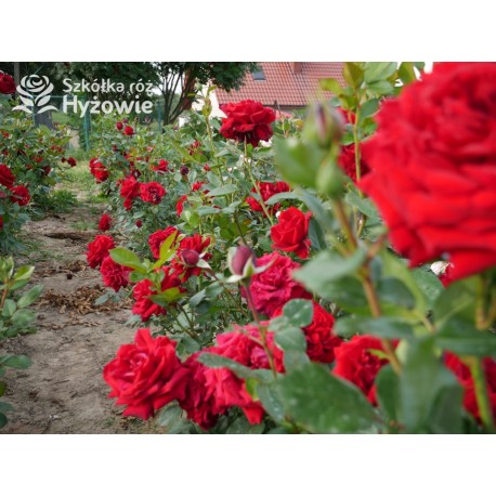 Jugendliebe® Duże kwiaty, mocno wypełnione płatkami,  o krwistoczerwonej barwie. Delikatnie pachnie.Niski krzew.