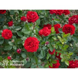 Jugendliebe® Duże kwiaty, mocno wypełnione płatkami,  o krwistoczerwonej barwie. Delikatnie pachnie.Niski krzew.