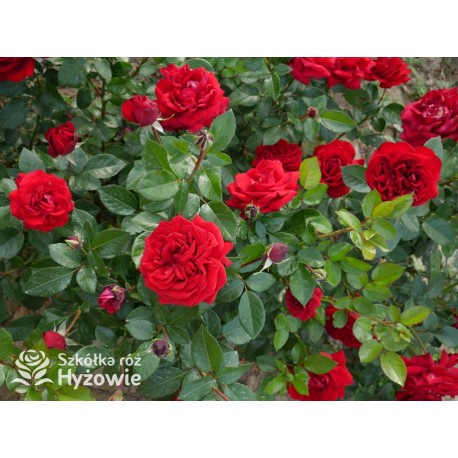 Jugendliebe® Duże kwiaty, mocno wypełnione płatkami,  o krwistoczerwonej barwie. Delikatnie pachnie.Niski krzew.